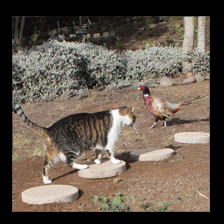 Cat Pheasant