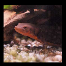 Underwater Salamander