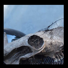Cow Skull on Grill