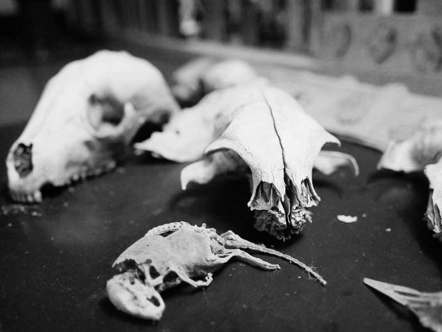 Mouse with Skull