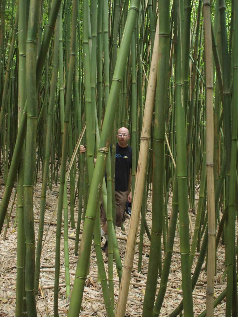 Karl in Bamboo
